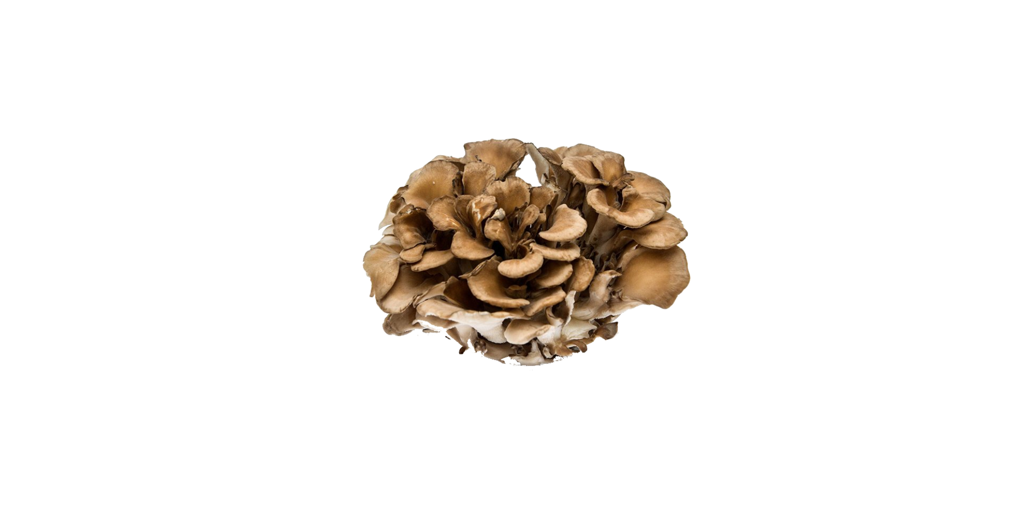 Maitake Mushrooms Unleash Your Inner Chef with this Superfood