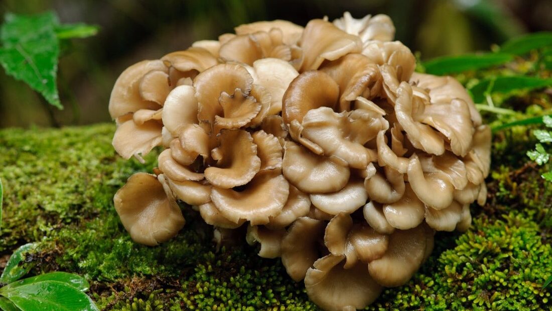 Maitake Mushrooms: Unleash Your Inner Chef with this Superfood