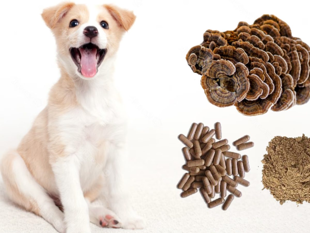 Turkey Tail Mushroom for Dogs: Top 4 Benefits