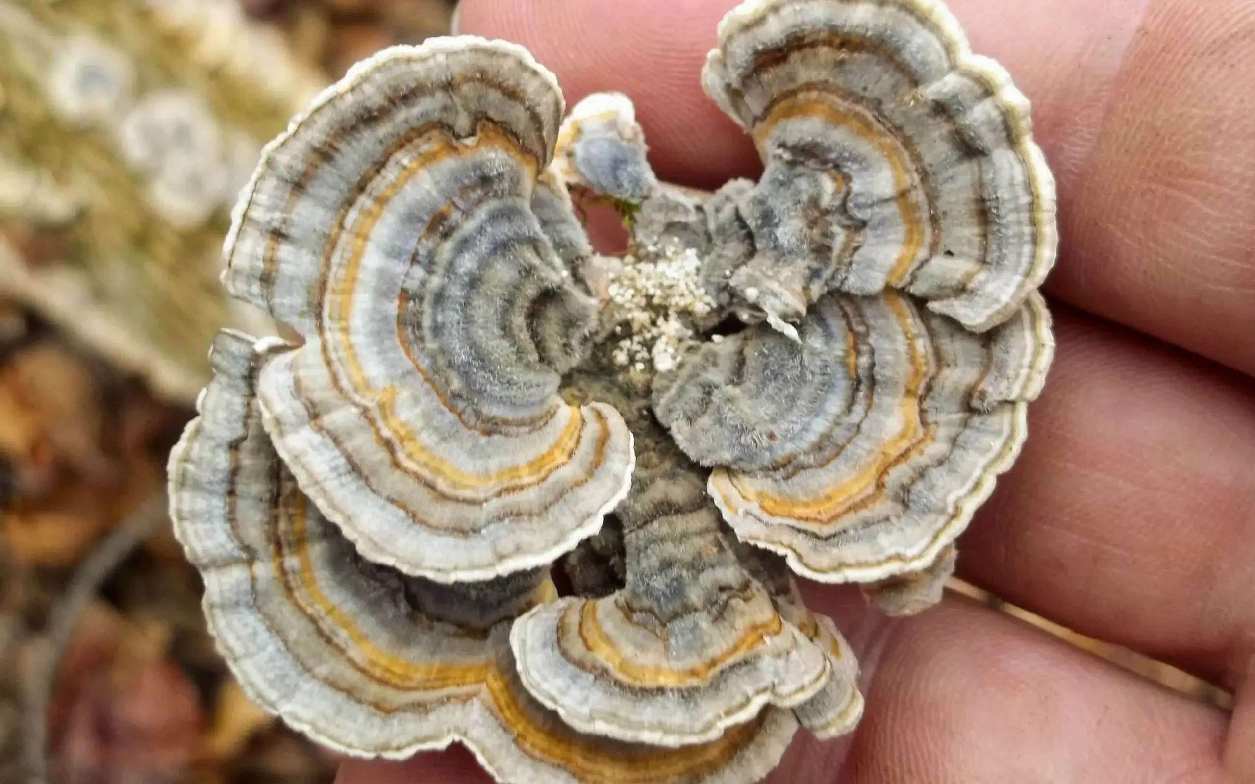 Turkey tail mushroom freshly picked and hold in a hand