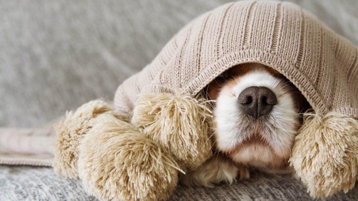A sick puppy sick under a blanket