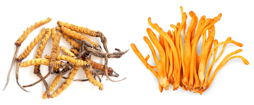 Best Time to Take Cordyceps - Mushroom Health Hub