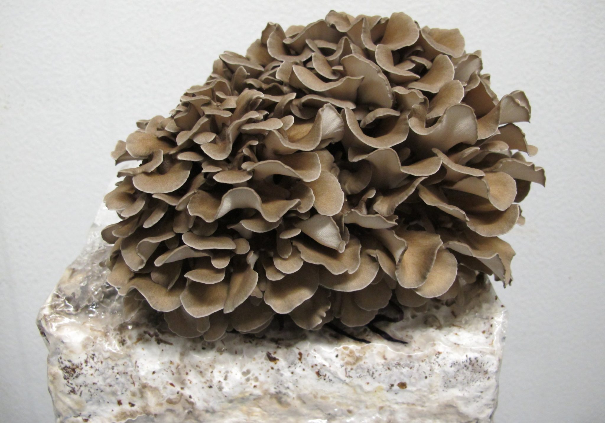 Maitake Mushroom Overdose at Diane Carraway blog